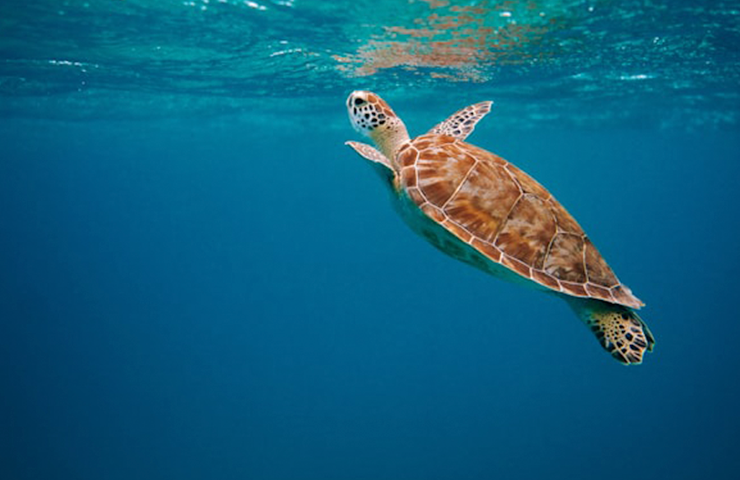 Why turtle counts are up at Salt Pier this month